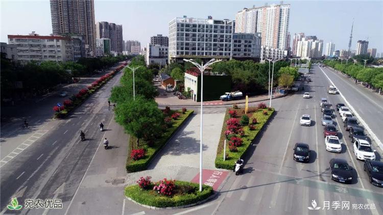 月季之鄉(xiāng)美不勝收！南陽(yáng)月季景觀路觀賞指南，請(qǐng)收好！(圖9)