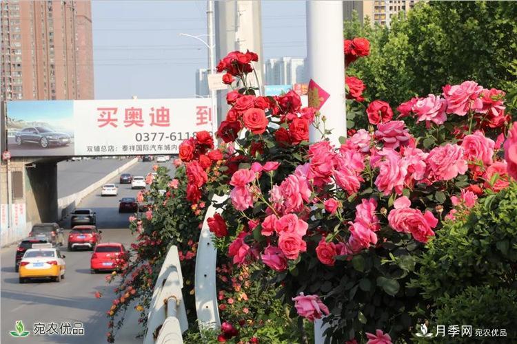 月季之鄉(xiāng)美不勝收！南陽(yáng)月季景觀路觀賞指南，請(qǐng)收好！(圖15)