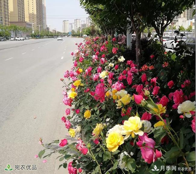 月季之鄉(xiāng)美不勝收！南陽(yáng)月季景觀路觀賞指南，請(qǐng)收好！(圖18)
