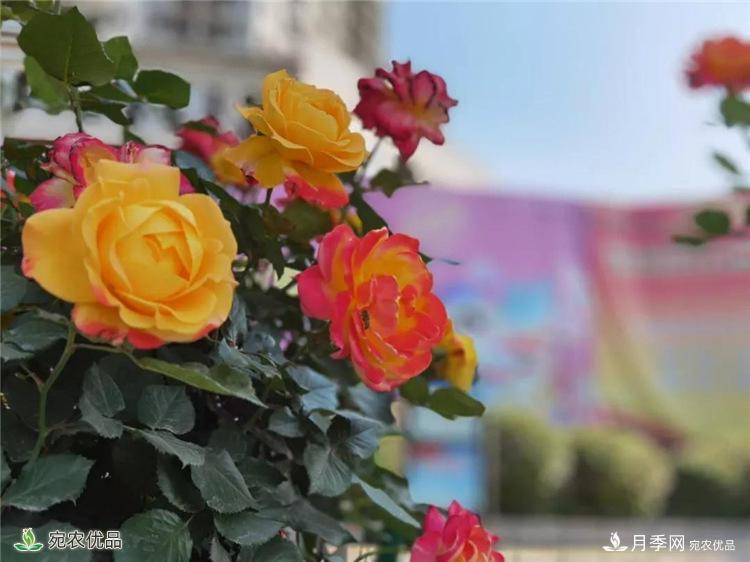 月季之鄉(xiāng)美不勝收！南陽(yáng)月季景觀路觀賞指南，請(qǐng)收好！(圖20)
