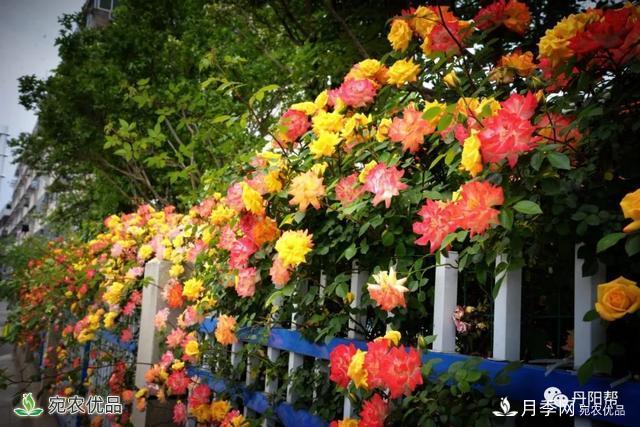 香飄九州美不勝收！丹陽驚現(xiàn)五彩月季花墻場(chǎng)景！(圖2)