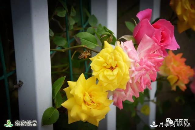 香飄九州美不勝收！丹陽驚現(xiàn)五彩月季花墻場(chǎng)景！(圖4)