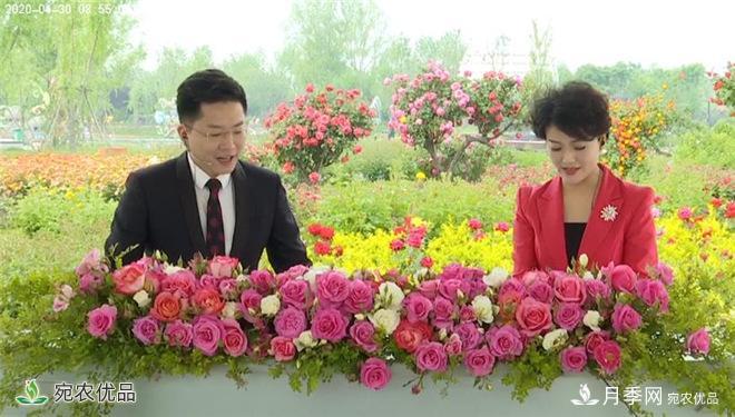“花開南陽(yáng) 云賞月季”大型線上直播活動(dòng)暨第十一屆南陽(yáng)月季花會(huì)側(cè)記(圖3)