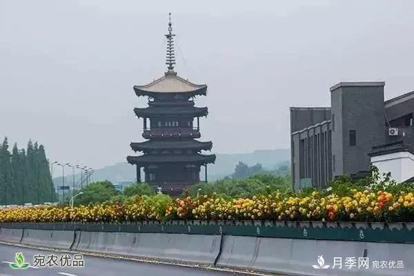 月季史詩，被中國70多個(gè)城市選為市花的月季，究竟有怎樣的魅力？(圖2)