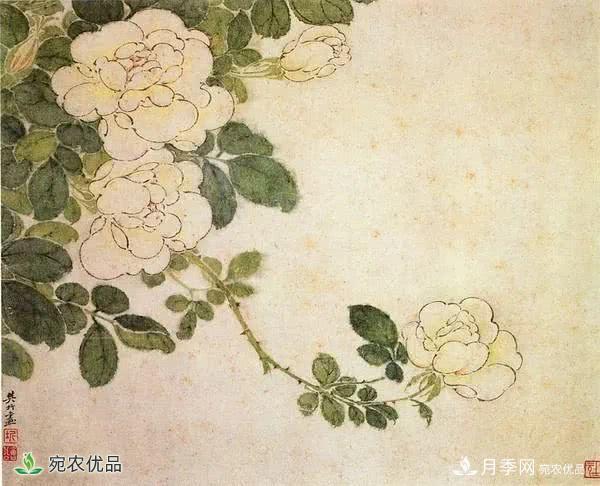月季史詩，被中國70多個(gè)城市選為市花的月季，究竟有怎樣的魅力？(圖7)
