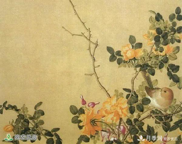 月季史詩，被中國70多個(gè)城市選為市花的月季，究竟有怎樣的魅力？(圖8)