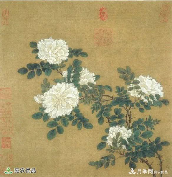 月季史詩，被中國70多個(gè)城市選為市花的月季，究竟有怎樣的魅力？(圖6)