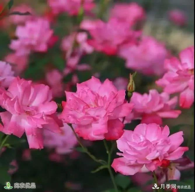 月季史詩，被中國70多個(gè)城市選為市花的月季，究竟有怎樣的魅力？(圖9)