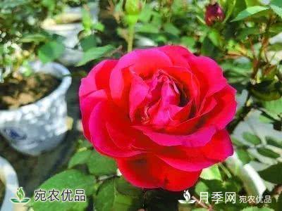 月季史詩，被中國70多個(gè)城市選為市花的月季，究竟有怎樣的魅力？(圖12)
