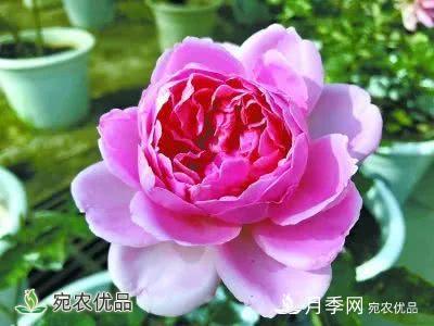月季史詩，被中國70多個(gè)城市選為市花的月季，究竟有怎樣的魅力？(圖13)