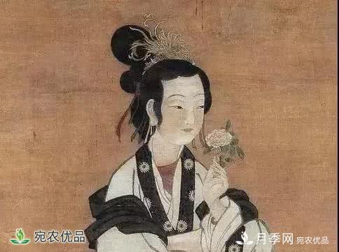 月季史詩，被中國70多個(gè)城市選為市花的月季，究竟有怎樣的魅力？(圖5)