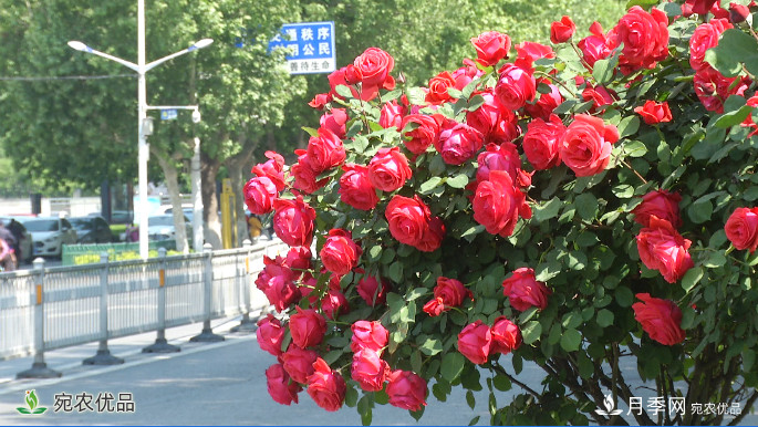 美不勝收芳香怡人！濟寧街頭月季花開正艷(圖1)