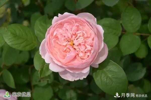 月季，市花之***，東西方的混血美人(圖1)