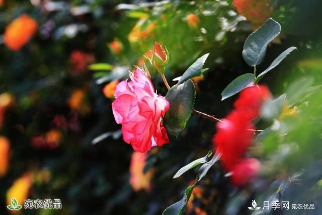 月季，市花之***，東西方的混血美人(圖3)