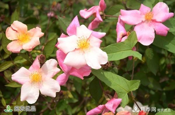 月季，市花之***，東西方的混血美人(圖2)