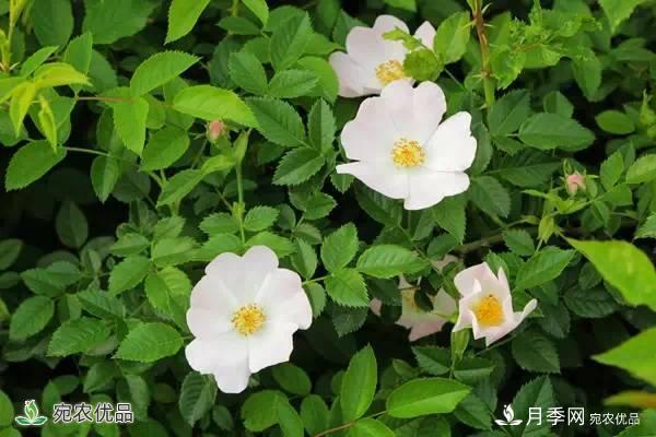 月季，市花之***，東西方的混血美人(圖4)