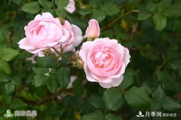 月季，市花之***，東西方的混血美人(圖7)
