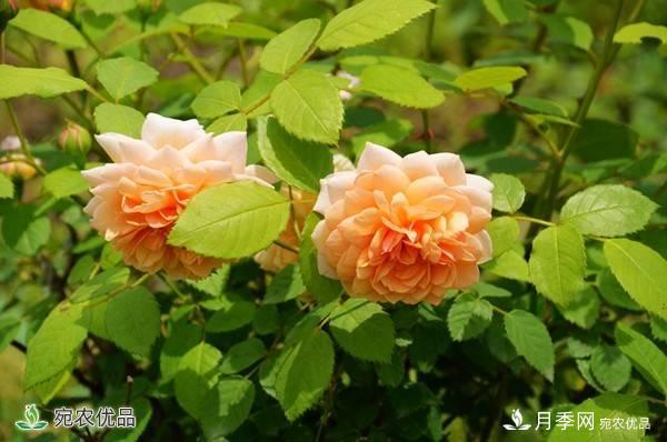 月季，市花之***，東西方的混血美人(圖8)