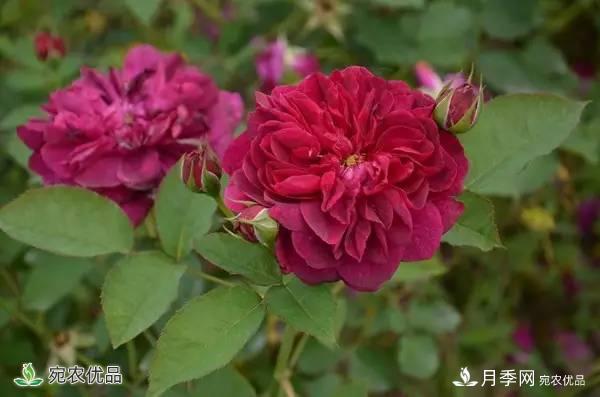 月季，市花之***，東西方的混血美人(圖5)