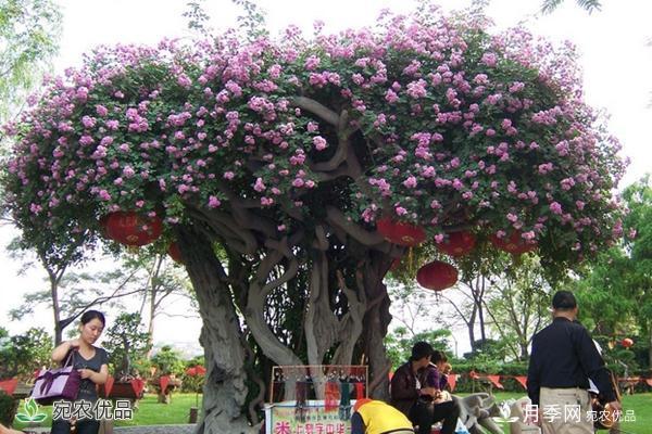 古樁月季不一樣的樹狀月季，還可以開出各色的彩色月季樹(圖1)