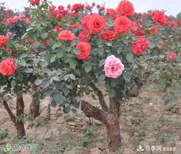 古樁月季不一樣的樹狀月季，還可以開出各色的彩色月季樹(圖3)