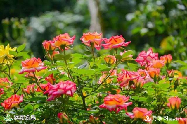 今年鄭州馬路邊的樹(shù)狀月季花為什么開(kāi)這么大？ 原有妙招！(圖2)