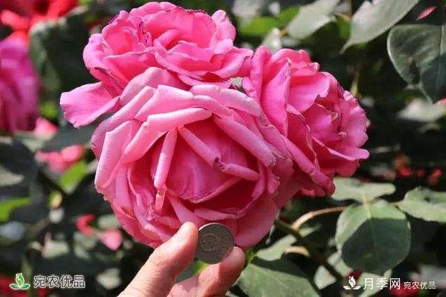 今年鄭州馬路邊的樹(shù)狀月季花為什么開(kāi)這么大？ 原有妙招！(圖1)