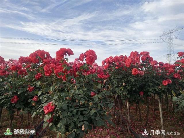 1.2萬(wàn)畝月季園區(qū) 南陽(yáng)方城博望鎮(zhèn)月季花農(nóng)過(guò)上花樣生活(圖1)