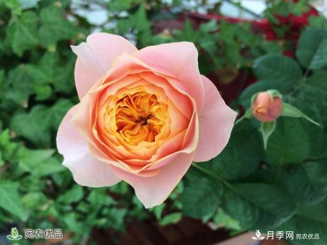 這8種月季是新手福音，病蟲害從來不擔(dān)心(圖5)