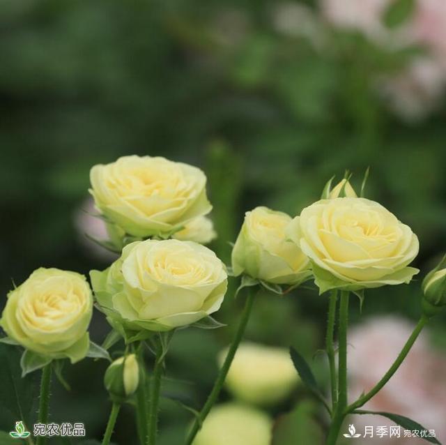 這8種月季是新手福音，病蟲害從來不擔(dān)心(圖14)