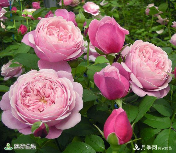這8種月季是新手福音，病蟲害從來不擔(dān)心(圖16)