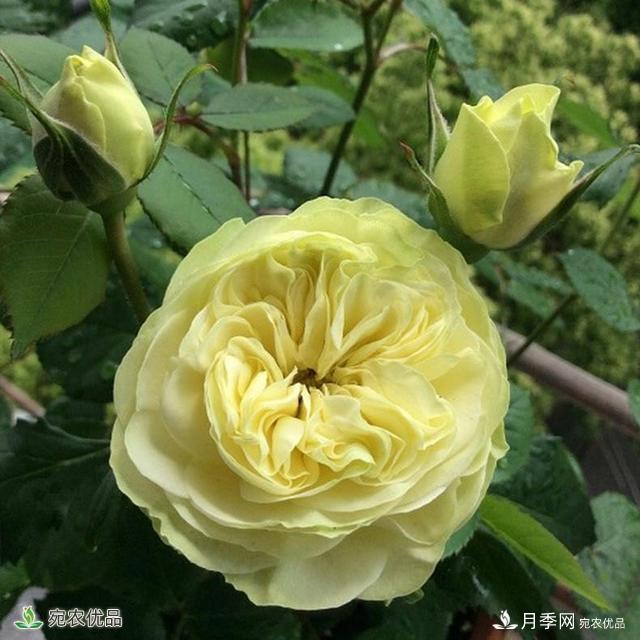 這8種月季是新手福音，病蟲害從來不擔(dān)心(圖15)