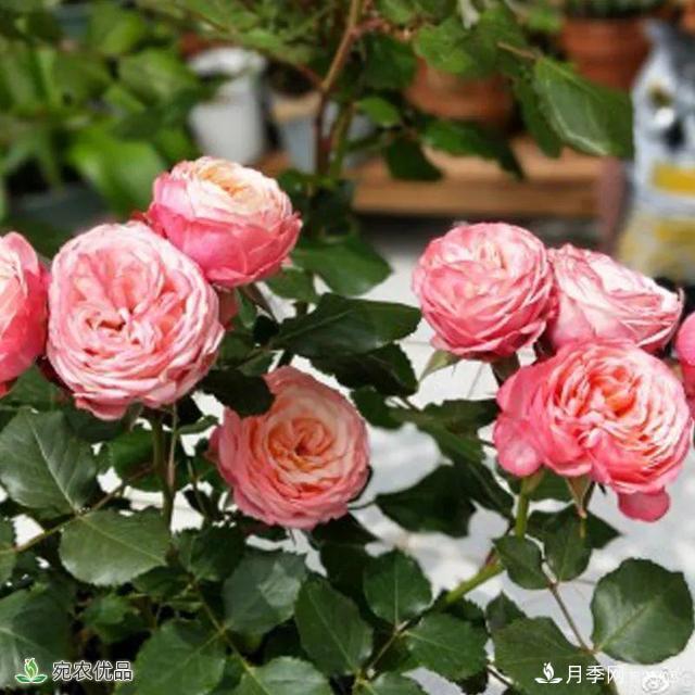 18種漂亮的藤本月季灌木月季微型月季，夏天就要養(yǎng)一盆，越熱越開爆！(圖14)