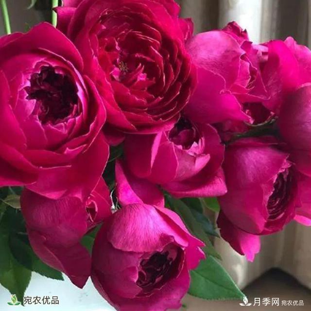 18種漂亮的藤本月季灌木月季微型月季，夏天就要養(yǎng)一盆，越熱越開爆！(圖5)