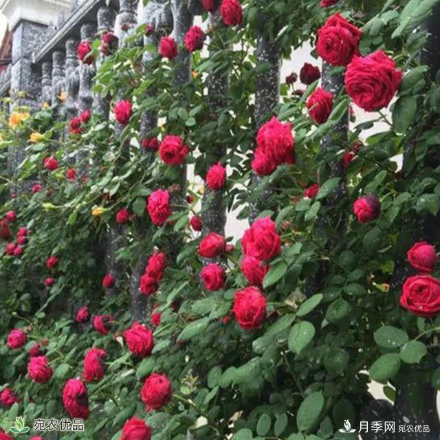 18種漂亮的藤本月季灌木月季微型月季，夏天就要養(yǎng)一盆，越熱越開爆！(圖13)