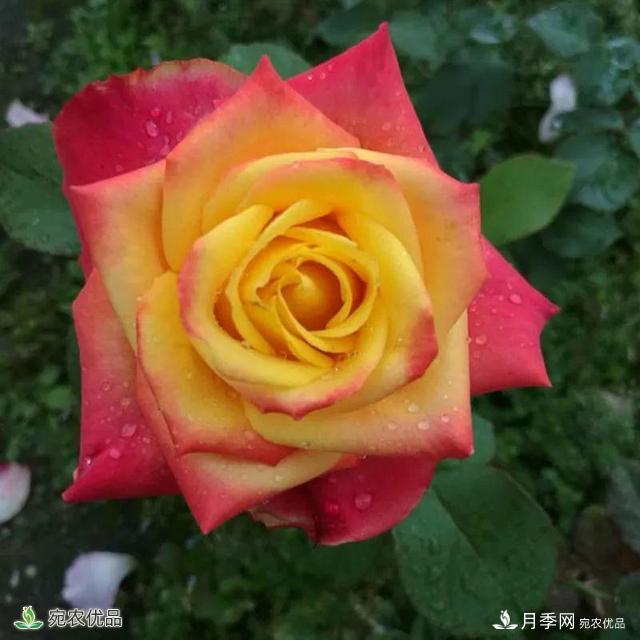 18種漂亮的藤本月季灌木月季微型月季，夏天就要養(yǎng)一盆，越熱越開爆！(圖6)