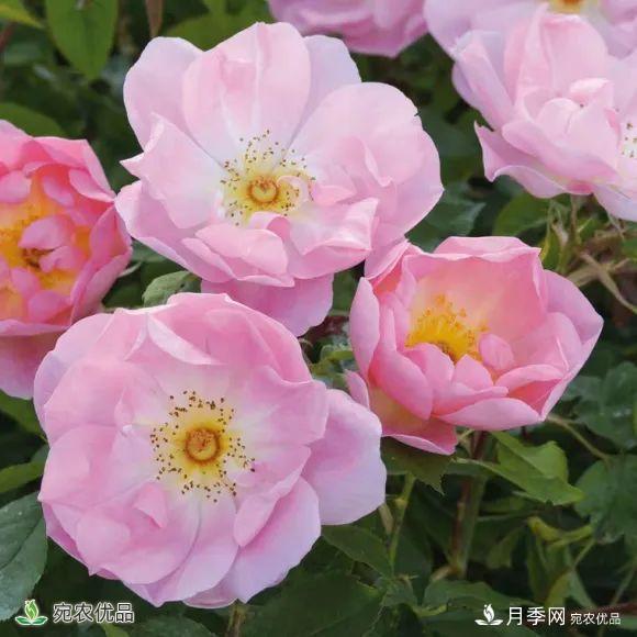 18種漂亮的藤本月季灌木月季微型月季，夏天就要養(yǎng)一盆，越熱越開爆！(圖2)