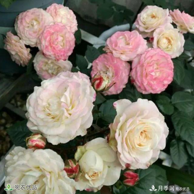 18種漂亮的藤本月季灌木月季微型月季，夏天就要養(yǎng)一盆，越熱越開爆！(圖18)