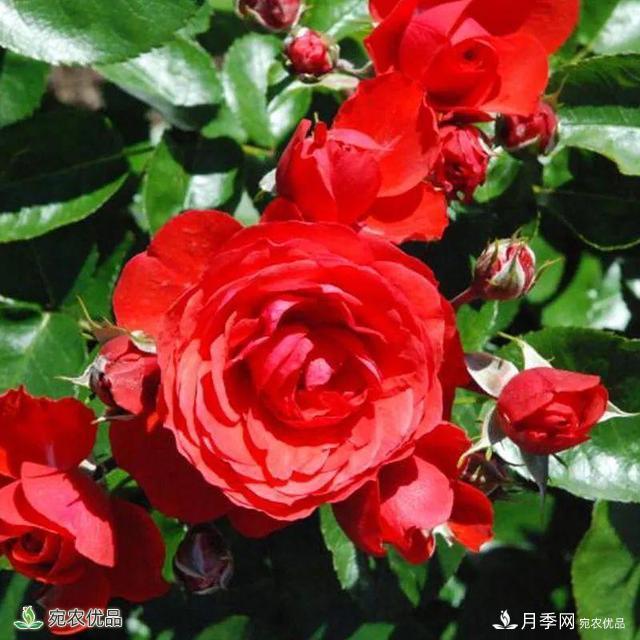 18種漂亮的藤本月季灌木月季微型月季，夏天就要養(yǎng)一盆，越熱越開爆！(圖15)