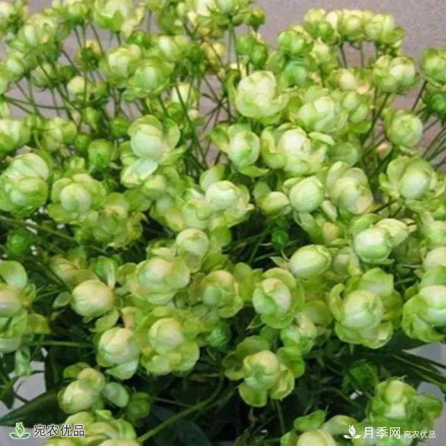 18種漂亮的藤本月季灌木月季微型月季，夏天就要養(yǎng)一盆，越熱越開爆！(圖17)