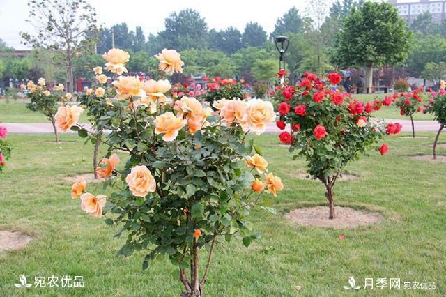 養(yǎng)花屆的新寵兒樹狀月季，南陽月季樹好不好養(yǎng)呢？(圖1)