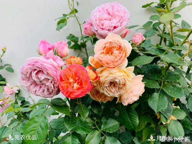    30種漂亮的月季花，必須來(lái)一盆，讓你一次養(yǎng)個(gè)夠！(圖2)