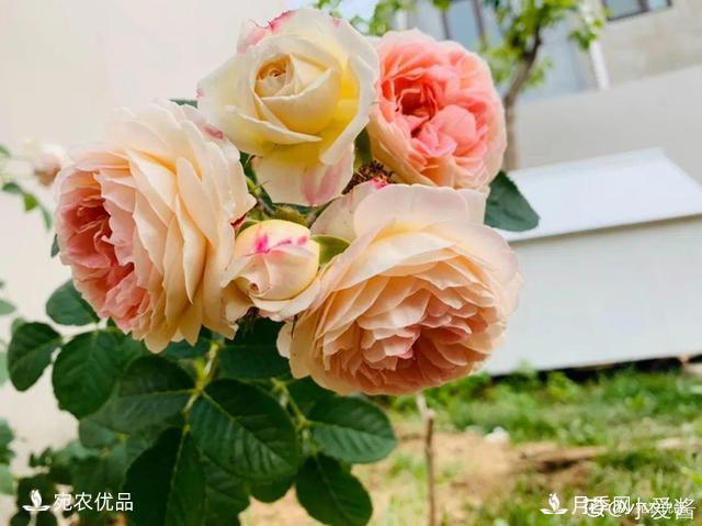   30種漂亮的月季花，必須來(lái)一盆，讓你一次養(yǎng)個(gè)夠！(圖1)