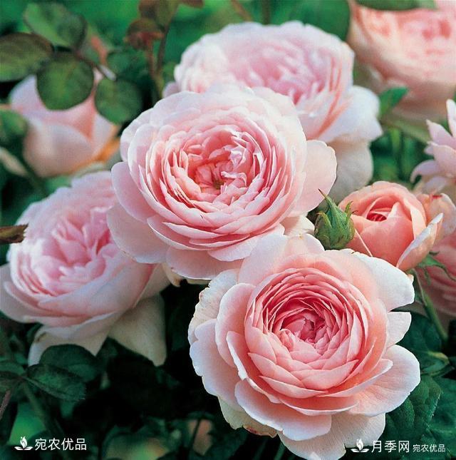    30種漂亮的月季花，必須來(lái)一盆，讓你一次養(yǎng)個(gè)夠！(圖14)