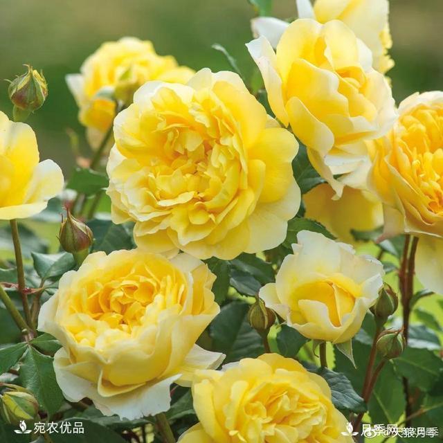    30種漂亮的月季花，必須來(lái)一盆，讓你一次養(yǎng)個(gè)夠！(圖10)
