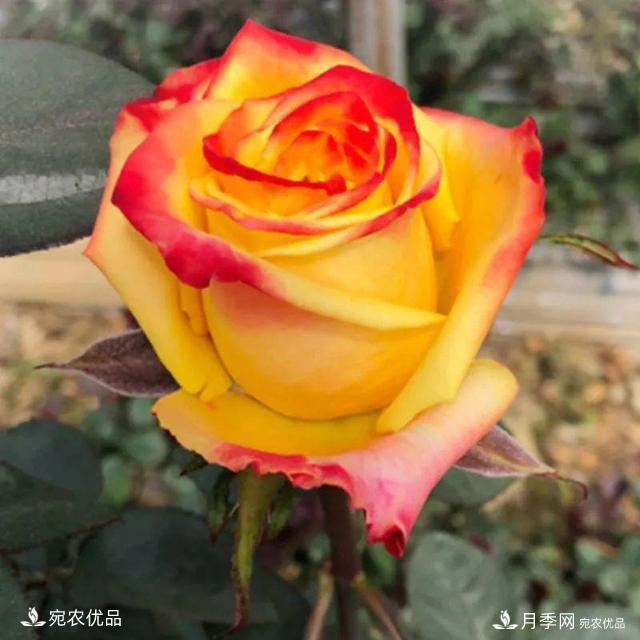    30種漂亮的月季花，必須來(lái)一盆，讓你一次養(yǎng)個(gè)夠！(圖13)