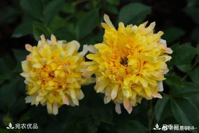    30種漂亮的月季花，必須來(lái)一盆，讓你一次養(yǎng)個(gè)夠！(圖4)