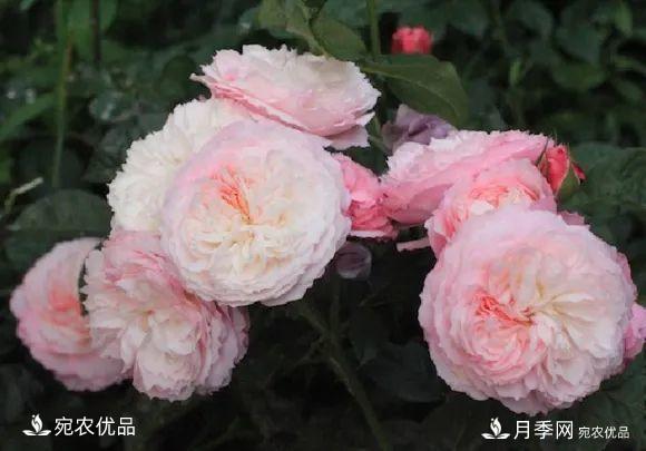    30種漂亮的月季花，必須來(lái)一盆，讓你一次養(yǎng)個(gè)夠！(圖9)