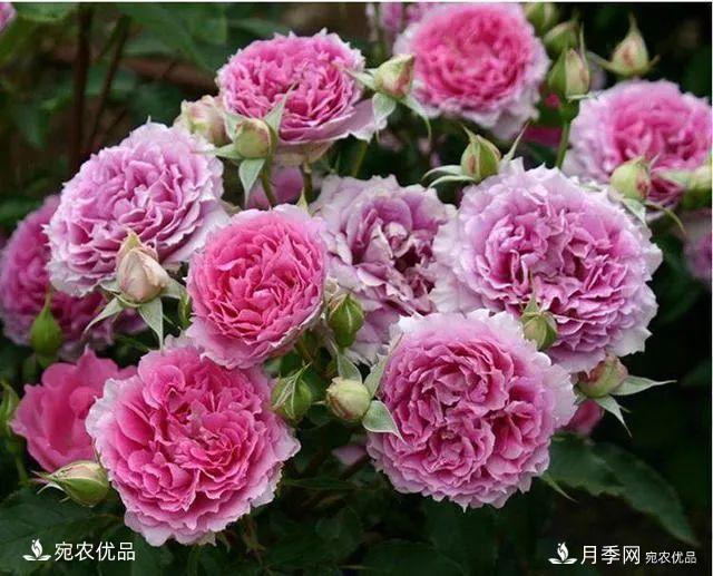    30種漂亮的月季花，必須來(lái)一盆，讓你一次養(yǎng)個(gè)夠！(圖15)