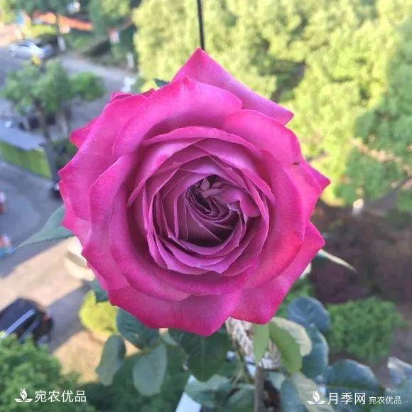    30種漂亮的月季花，必須來(lái)一盆，讓你一次養(yǎng)個(gè)夠！(圖5)